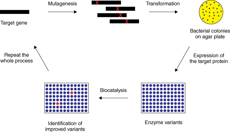 Illustration depicting the basic steps in directed evolution of enzymes.