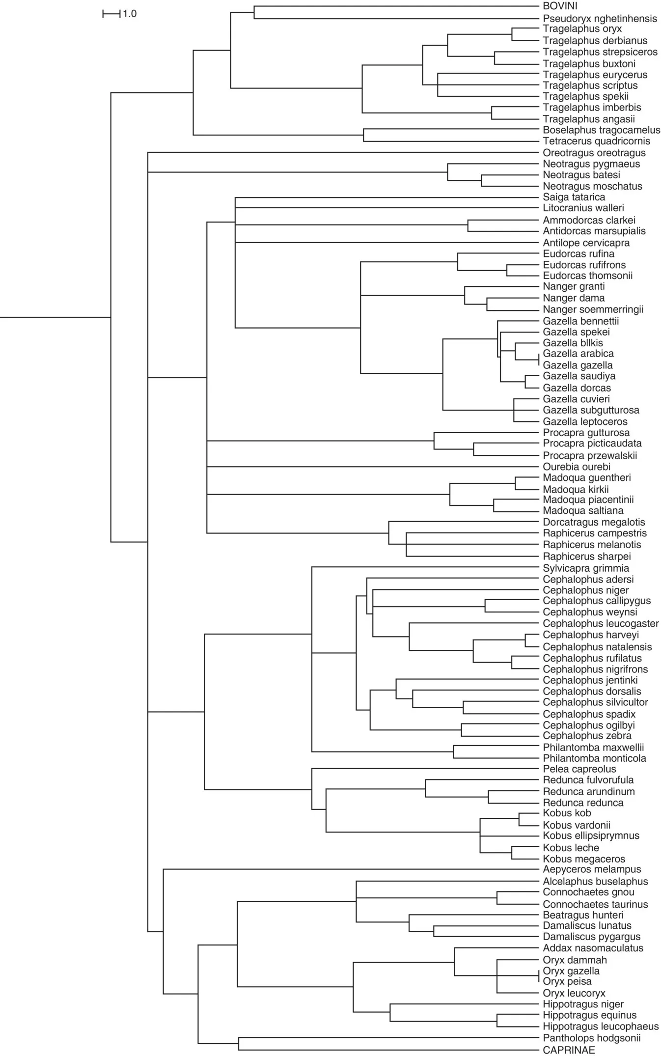 Phylogenetic tree displaying the evolution within Bovidae since the divergence from deer 32 million years ago. Bar indicates 10 million years.