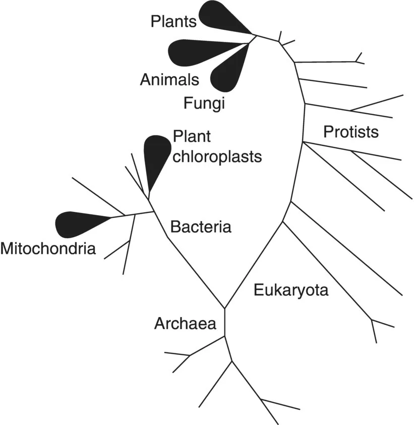 c1-fig-0001