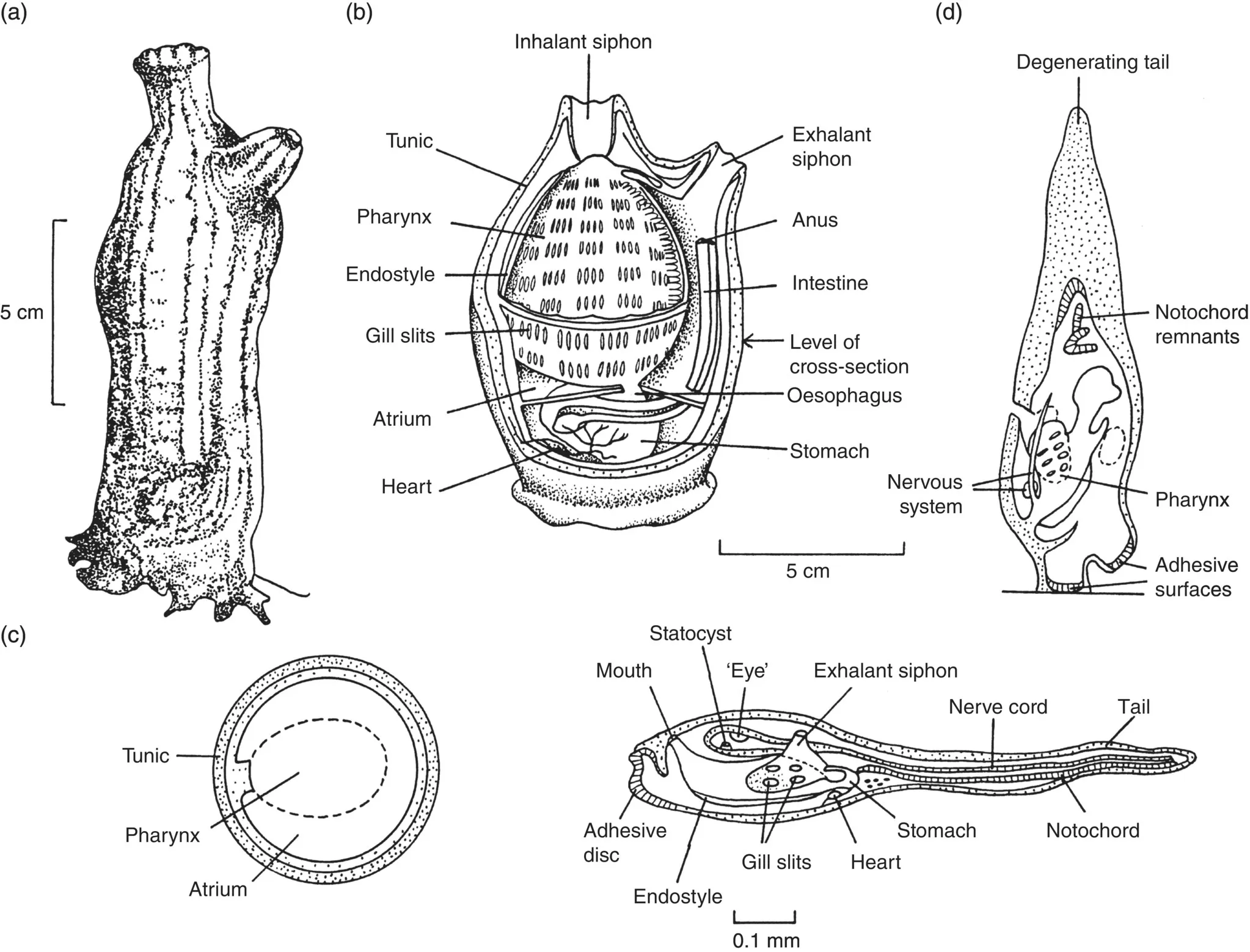 c1-fig-0002