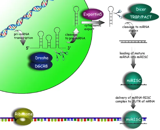 c1-fig-0001