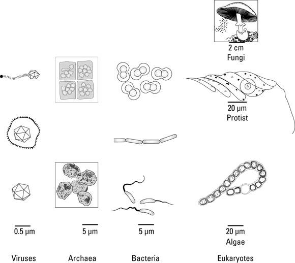 Drawings of viruses (0.5 µm), archaea (5 µm), bacteria (5 µm), and eukaryotes (fungi (2 cm), protist (20 µm), and algae (20 µm)).