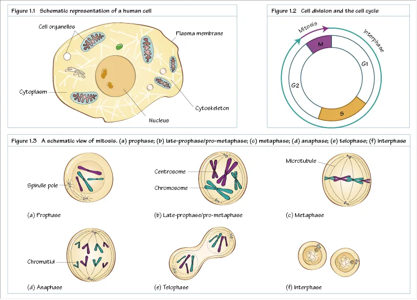 c1-fig-5001