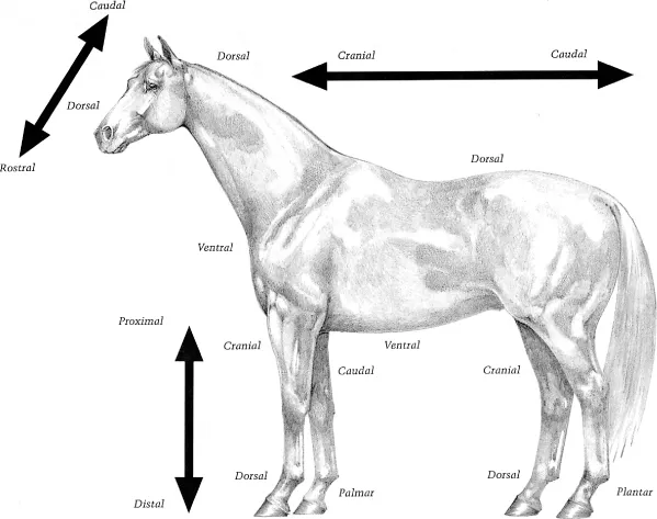 ch01-fig1-1A.webp