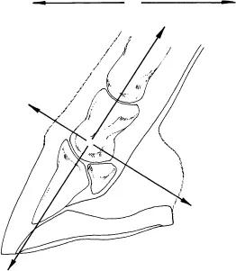 ch01-fig1-1B.webp