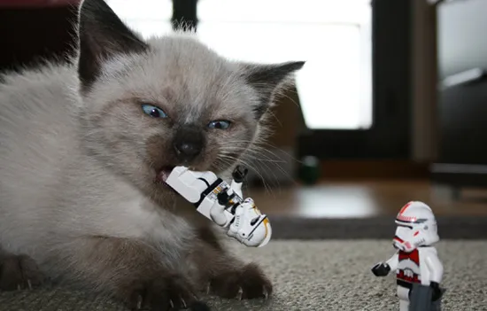 image with no caption