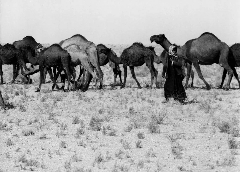 Kamelführer in der syrischen Wüste Wie dieser junge Mann ziehen in den Weiten des Nahen Ostens noch immer Nomaden mit ihren Tieren auf uralten Wegen [5] 