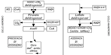 figura2.webp