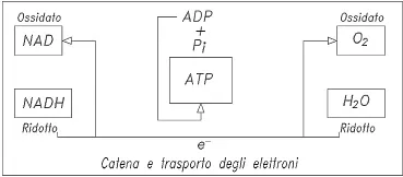 figura3.webp