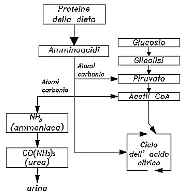 figura4.webp