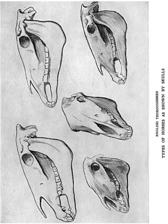 PDF] Animal Drawing and Anatomy by Edwin Noble eBook | Perlego