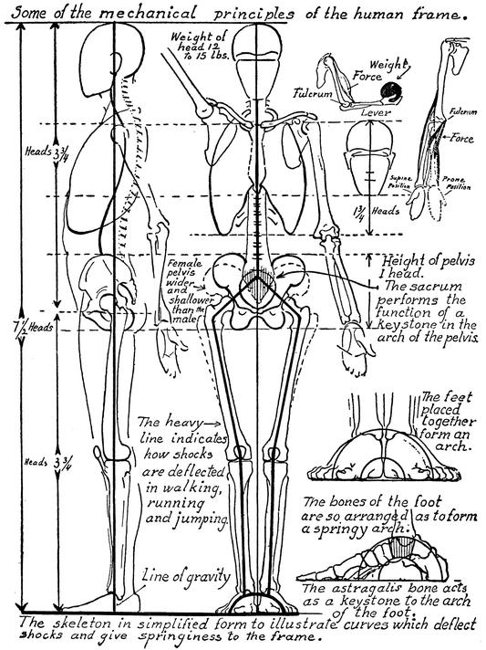 [PDF] Anatomy and Drawing by Victor Perard eBook Perlego