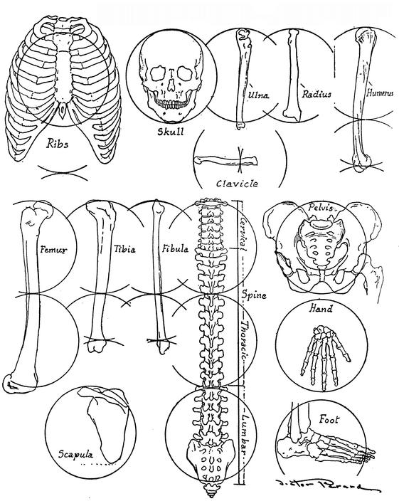 [PDF] Anatomy and Drawing by Victor Perard eBook Perlego