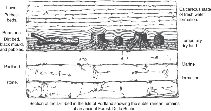 Schematic diagram with the title section of the dirt-bed on the Isle of Portland shewing the subterranean remains of an ancient forest with the parts marked including lower purbeck beds, portland stone, and temporary dry land.