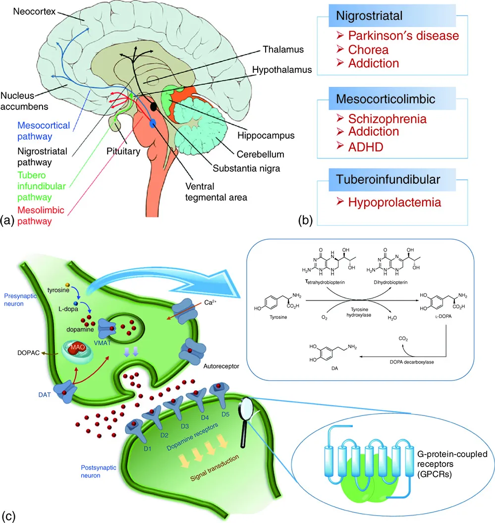 Diagram of the human brain depicting the (a) pathways of dopaminergic system; (b) neurological disorders associated with the pathways; and (c) dopaminergic synapse. Dopamine is synthesized from tyrosine inside the dopaminergic neuron.