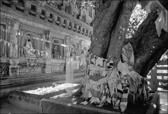 Photo of stone platform and Bodhi tree in Bodh Gaya.