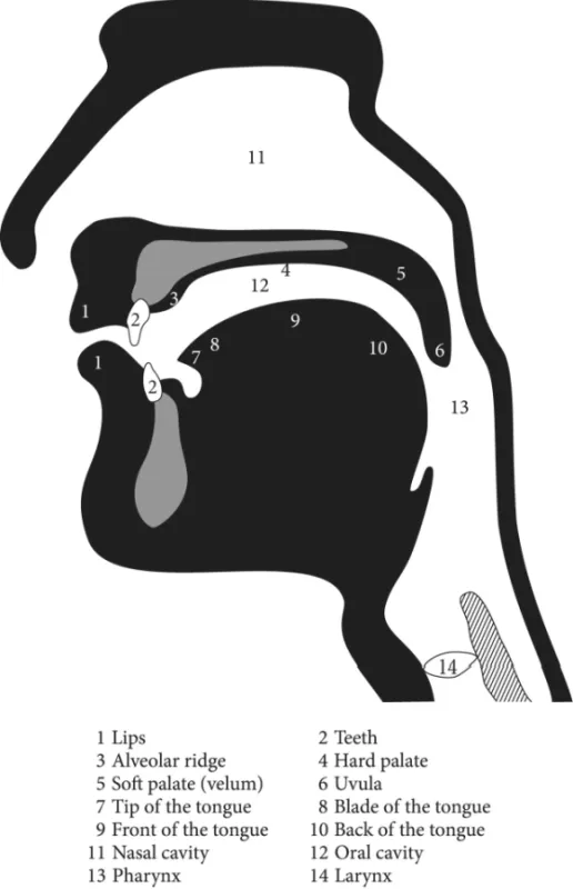 Diagram of the organs of speech with numbers marking the lips, alveolar ridge, soft palate, tip of the tongue, front of the tongue, nasal cavity, pharynx, teeth, hard palate, uvula, blade of the tongue, etc.