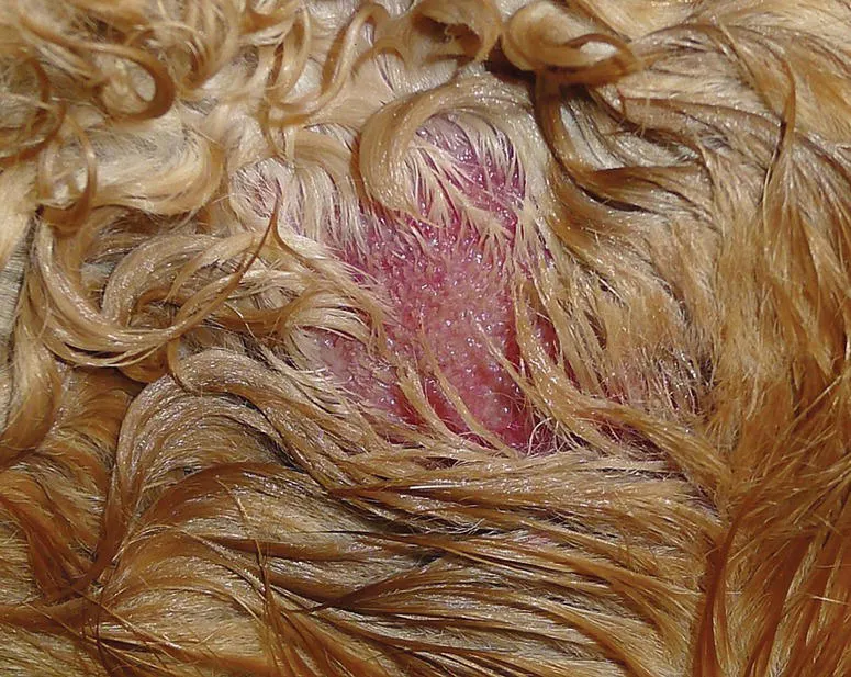 Image described by caption.