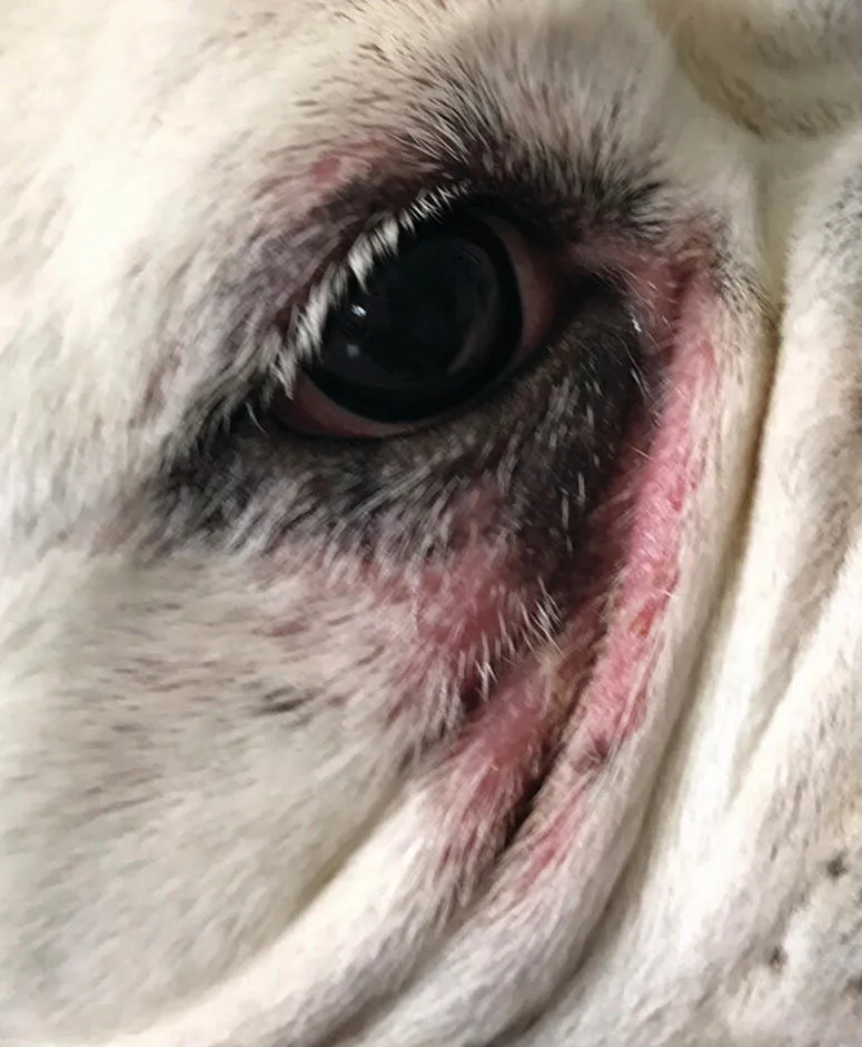 Close-up of a dog’s eye displaying intertrigo of facial area.