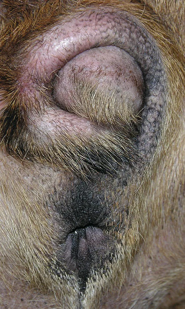 Image described by caption.