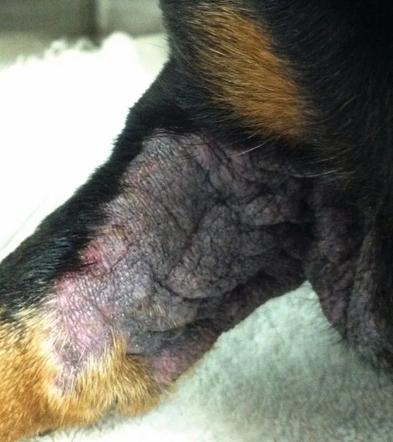 Image described by caption.