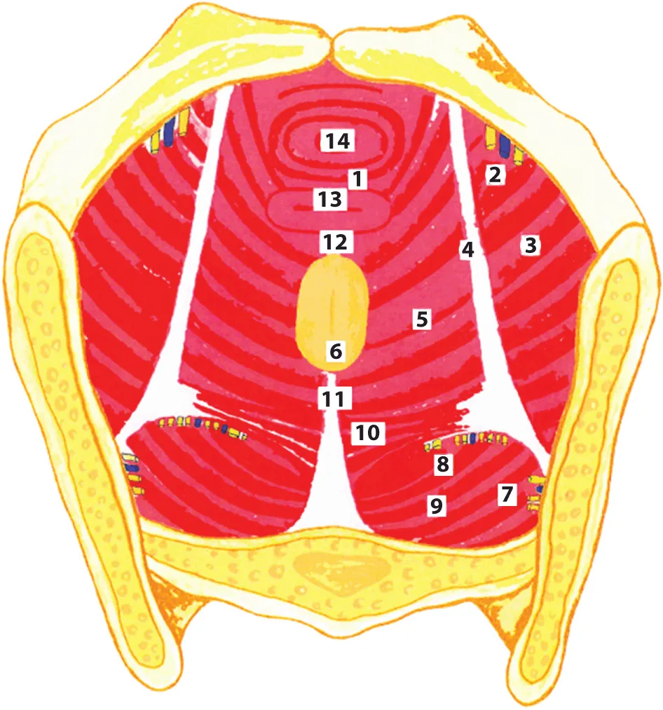 Figure illustrates the topographic anatomy of the female pelvic region in terms of urogenital diaphragm formed by two muscles, the deep perineal transverse muscle and the external sphincter of the urethra and the figure parts are marked as 1 – diaphragm urogenitalis; 2 – nn. et vasa obturatorii; 3 – m. obturatorius internus; 4 – arcus tendineus m. levatoris ani; 5 – m. levator ani; 6 – anus; 7 – nn. et vasa glutei superiores; 8 – n. ischiadicus et fasc. gluteus inferior; 9 – m. piriformis; 10 – m. coccygeus; 11 – lig. anococcygeus; 12 – centrum tendineum perinei; 13 – vagina; 14 – urethra.