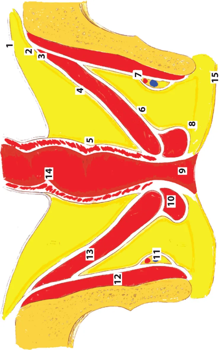 Figure illustrates the front section of the male pelvic region where the peritoneum from the anterior wall of the abdomen passes to the bladder, covering the upper wall and partly the lateral and posterior ones and the other parts are marked as peritoneum; 5 – the visceral peritoneum; 6 – the deep perineal fascia; 7 – fascia m. obturatorii; 8 – the superficial perineal fascia; 9 – anus; 10 – m. sphincter ani externi; 11 – canalis pro vasa pudendi et n.; 12 – m. obduratorius internus; 13 – m. levator ani; 14 – rectum; 15 – derma perinei.