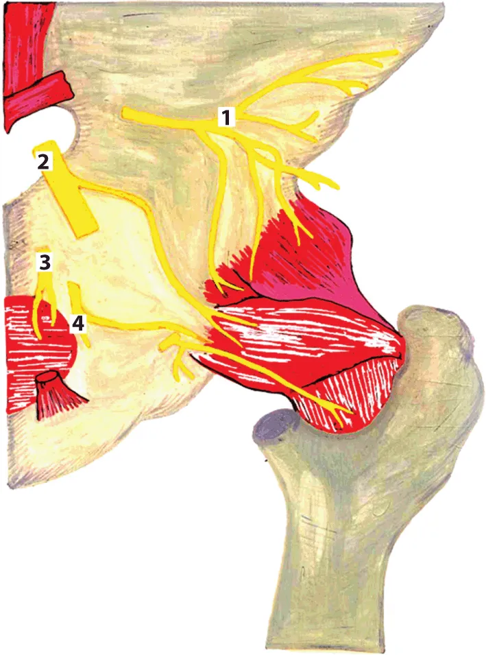 Figure shows the innervation of the hip joint where (1) N. gluteus superior goes to the suprapiriform foramen with the same artery and vein and (4) N. gluteus inferior and (3) n. pudendus leave the cavity of the small pelvis through the infrapiriform foramen; in addition, n. pudendus, internal arteries and veins enter the ischioanal fossa through the lesser sciatic foramen and together with them, the long branches of the sacral plexus (2) (n. ischiadicus и n.cutaneus femoris posterior) enter the gluteal region and are directed into the infrapiriform foramen with the inferior gluteal vessels.