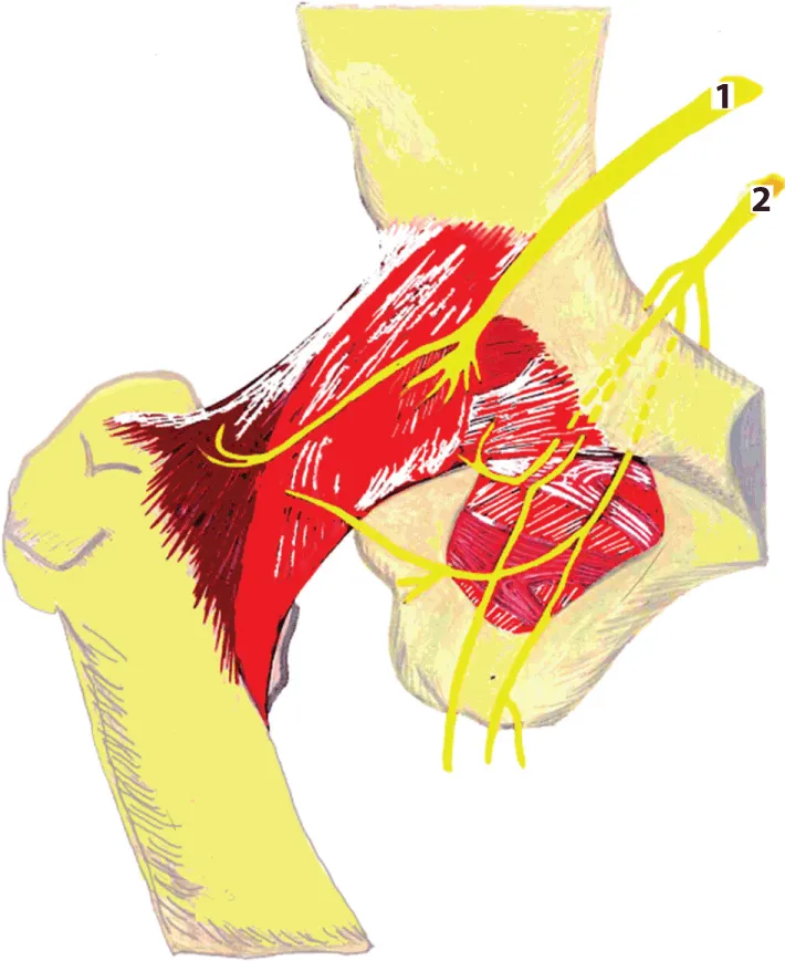 Figure shows the innervation of the hip joint where short branches of (1) n. femoralis and (2) n. obturatorius are guided along the side wall of the pelvis to the obturator foramen.