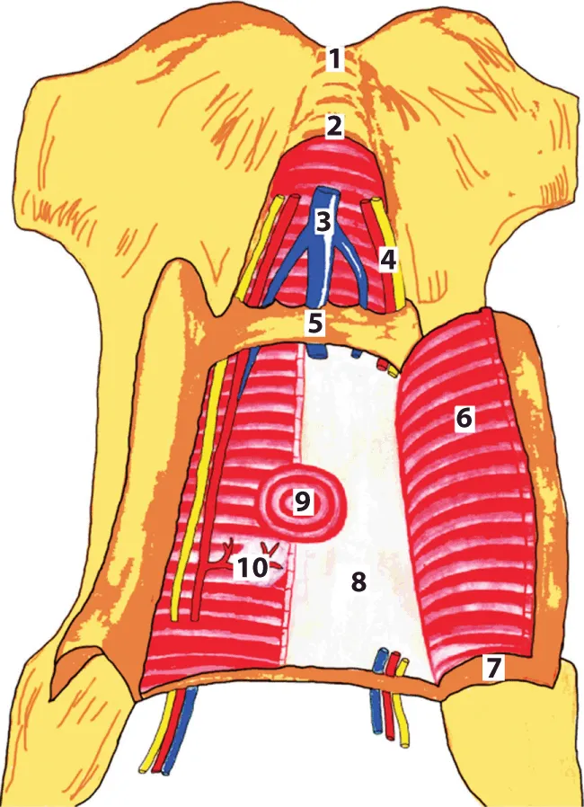 Figure illustrates the topographic anatomy of the male pelvic region in terms of urogenital diaphragm formed by two muscles, the deep perineal transverse muscle and the external sphincter of the urethra and the figure parts are marked as 1 – symphisis ossium pubis; 2 – lig. arcuaturn pubis; 3 – v. penis; 4 – a. et n. penis; 5 – lig. transversum perinea; 6 – m. transversus perinei profundus; 7 – folium superficialis aponeurosis urogenitalis; 8 – folium profundum aponeurosis urogenitalis; 9 – urethra et m. sphincter urethrae; 10 – glandula bulbourethralis.