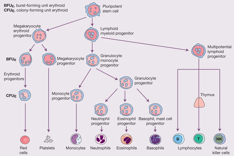 The illustration shows diagrammatic representation of the bone marrow pluripotent stem cells. It shows the cell lines that come from them. The pluripotent stem cells form a megakaryocytic / erythroid progenitor and a blended lymphoid / myeloid progenitor. Each cell creates more distinct progenitors. The MkEP is divided into progenitors of erythroid and megakaryocyte. B and T lymphocytes and natural killer cells are created by the blended lymphoid progenitor. Progenitors for monocytes, neutrophils, eosinophils, basophils and mast cells are created by a granulocyte / monocyte progenitor. Also called BFU-E and CFU-E are the erythroid progenitors. BFU-E, erythroid burst-forming unit; CFU-E, erythroid colony-forming unit.