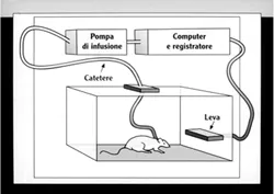 Modello di autosomministrazione di una droga per via endovenosa.