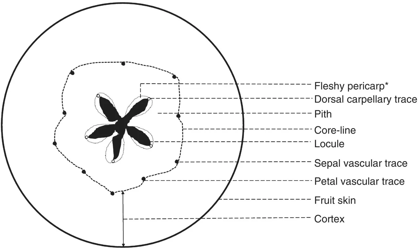 Transverse section of the apple fruit displaying the primary tissues with dashed lines labeled “Fleshy pericarp*,” “Dorsal carpellary trace,” “Pith,” “Core-line,” “Locule,” “Fruit skin,” “Cortex,” etc.