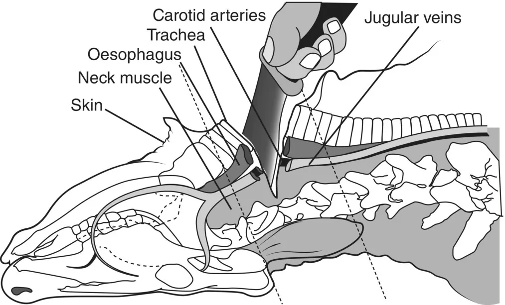 Diagram of cattle’s head illustrating the proper swift cut for slaughtering with lines marking the skin, neck muscle, esophagus, trachea, carotid arteries, and jugular veins.