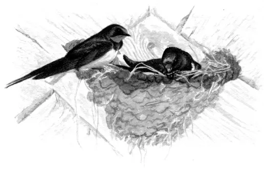 The_Barn_Swallow_0016_001