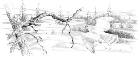 Goshawk_book_0018_001