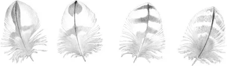 Goshawk_book_0022_001