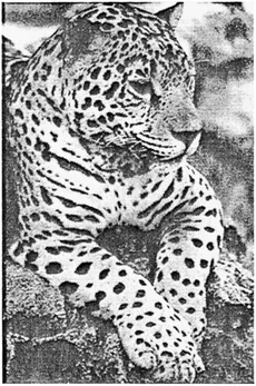 FIGURE 1.2 The lowland jaguar, prominent in Mesoamerican iconography from very early times, became a symbol of classic Maya royalty. (Chiapas, Mexico. Photographed by Lorraine Matys.)