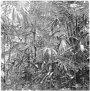 FIGURE 1.3 Tropical forest, Petén, Guatemala. (Courtesy of the University Museum, University of Pennsylvania.)