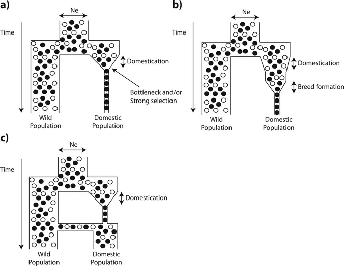Figure 1.1 Schematic of various models of domestication and their effect on genetic diversity.
