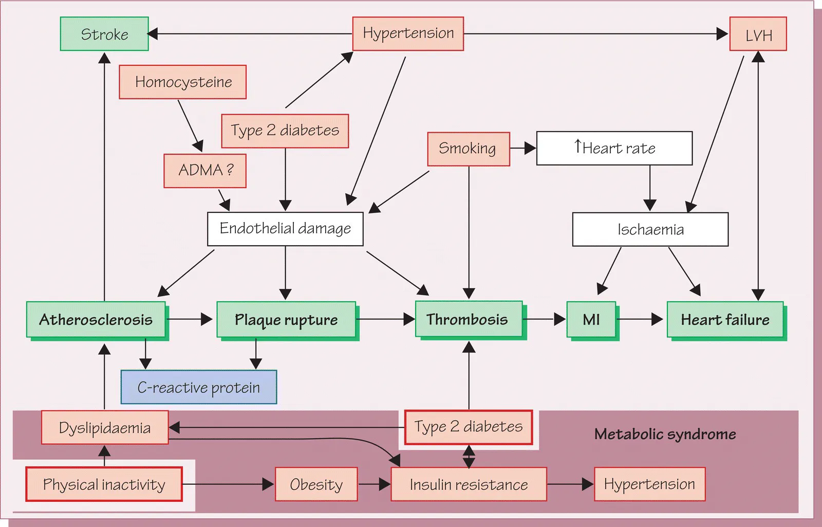 An illustration of the relationships between risk factors and cardiovascular disease.