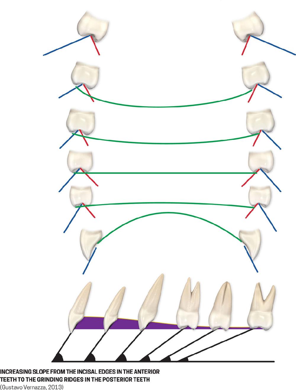 [PDF] Dental Anatomy and Morphology by Hilton Riquieri eBook Perlego