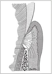 Termeie_9780867156225_0012_002