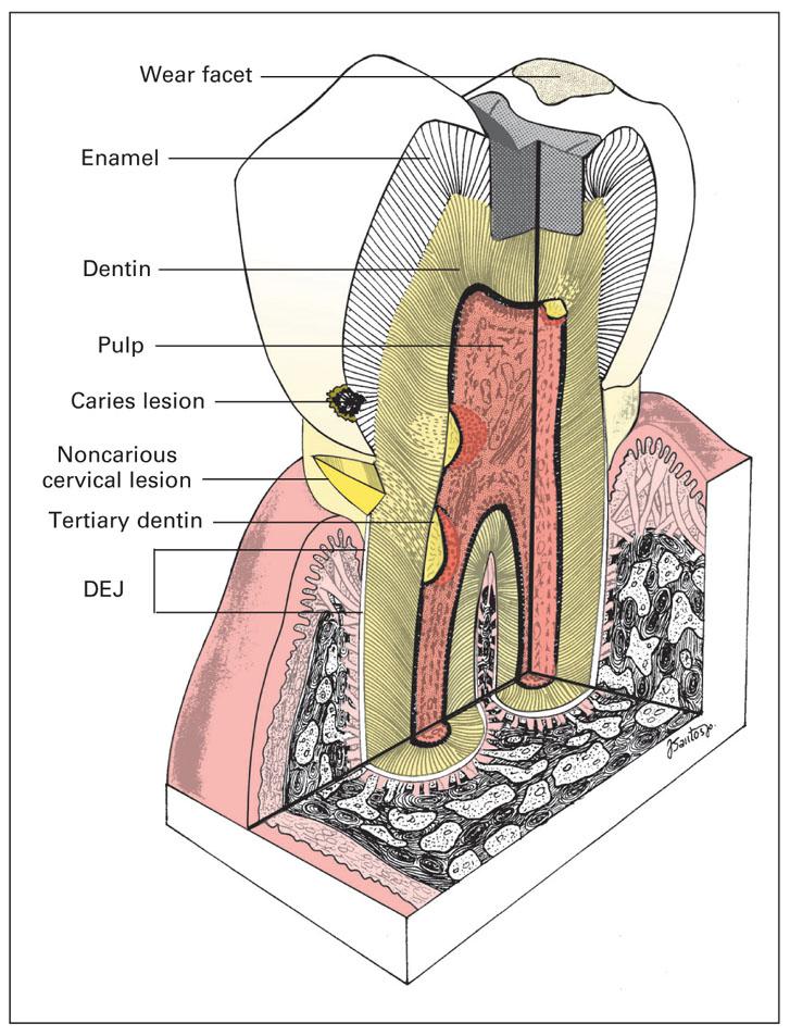 [PDF] Fundamental of Operative Dentistry by Thomas J. Hilton eBook