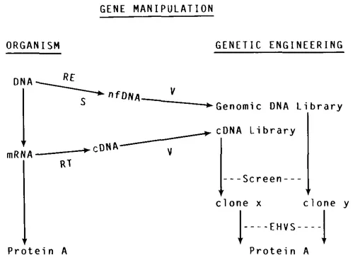 FIGURE 1. cDNA, copy DNA; EHVS, expression host-vector system; nf DNA, natural fragmented DNA; RE, restriction endonuclease; S, sheared; V, vector. Protein A is a protein made either naturally by the organism or by genetic engineering. Clone X is a single clone identified from a cDNA library containing Protein A cDNA. Clone Y is a single clone identified from a genomic library containing a Protein A natural gene.