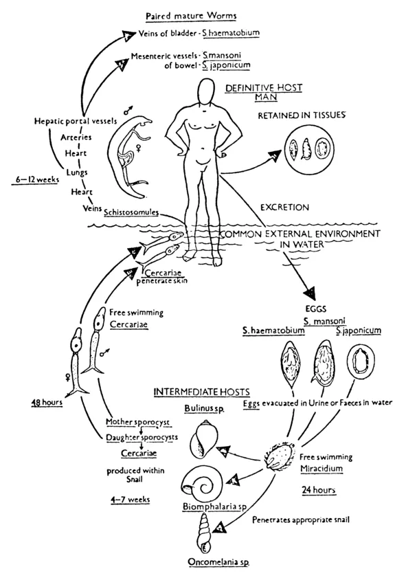 Figure 1-1. The life cycle of schistosomiasis. Source: John Homans, A Textbook of Surgery (6 ed., Springfield, I11., Charles C Thomas Publishers, 1945), p. 7. Courtesy of Charles C Thomas, Publishers, Springfield, Illinois.