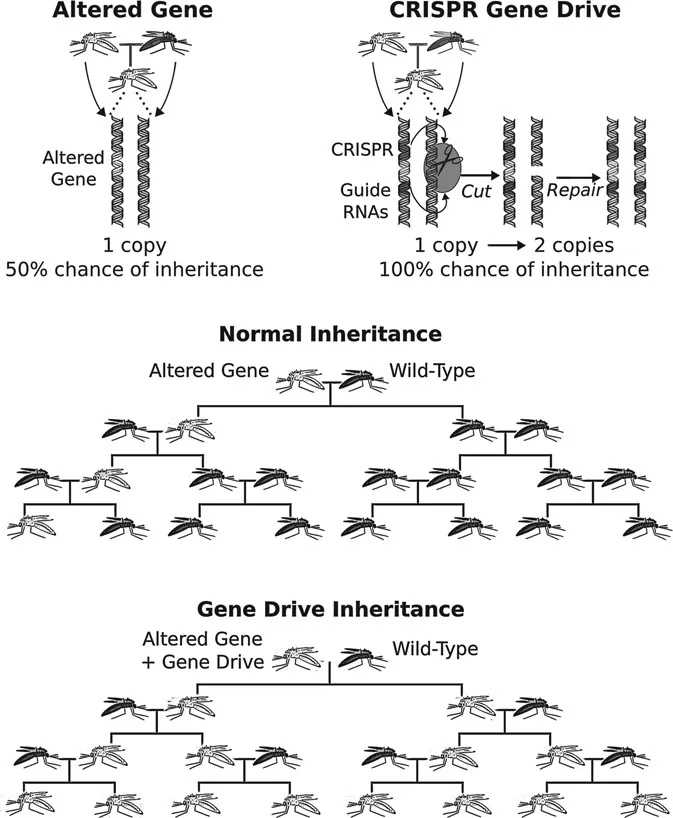 Figure 1 Edited genes in sexually reproducing organisms normally exhibit Mendelian inheritance: when an engineered organism with two copies mates with a wild-type organism, the offspring are guaranteed to inherit one copy. But when these “heterozygotes” mate with a wild-type organism, the offspring have only a 50 per cent chance of inheriting the altered gene. If released into the wild, the edited gene will not spread. In contrast, offspring that inherit the edited gene and a CRISPR-based gene drive system exhibit genome editing in their reproductive cells: CRISPR cuts the wild-type sequence, causing the cell to copy the edited gene and the CRISPR components in their place. With two copies, all progeny are guaranteed to inherit the edited gene and the drive system. This process repeats in subsequent generations, causing the edited gene to spread through the population. Such a “global” drive system is self-sustaining: it could potentially spread to every population of the target species in the world.