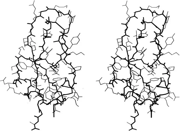 Figure 1. Stereo drawing of all non-hydrogen atoms in the x-ray crystal structure of pancreatic trypsin inhibitor (17). Backbone is in heavy lines and side chains in lighter lines. Coordinates for this and most other figures are from the Protein Data Bank (18).