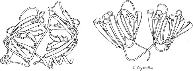 Figure 2. Proteins with two very similar domains. Left: elastase (19), with the domains closely packed into a spherical overall subunit. Right: gamma crystallin (20), with its two domains well separated.