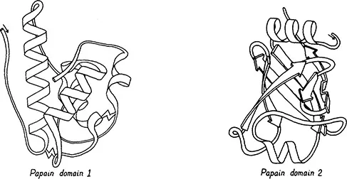 Figure 3. Papain (21), a protein with two entirely different domains. Left: domain 1, which is all helical. Right: domain 2, which is almost entirely a barrel of beta sheet.